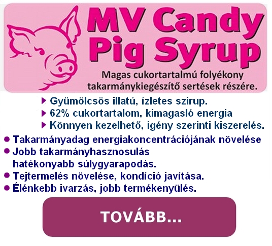 candy pig